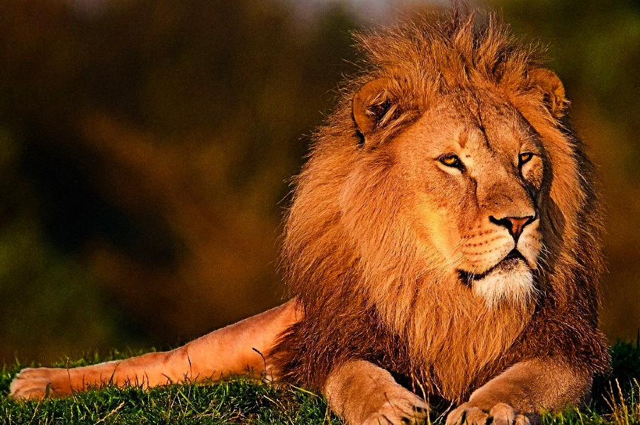 Gir National Park: A Unique Wildlife Tour among the Majestic Asiatic Lions