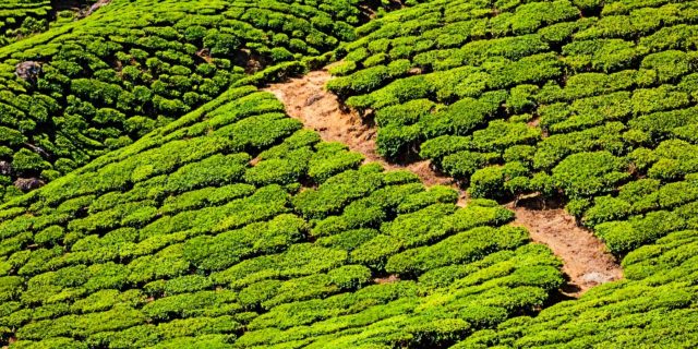 Munnar-Teeplantage