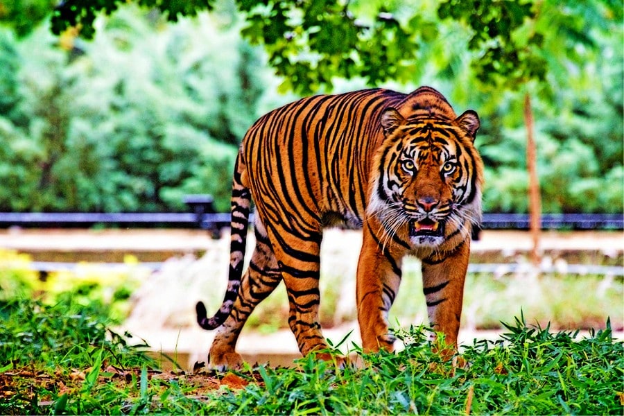 tiger safari bandipur