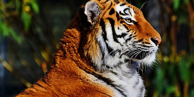 santuario de tigres de ranthambore