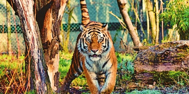 Tadoba Tiger Safari