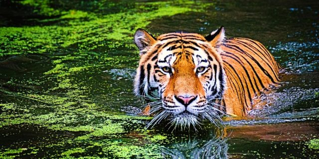 Reserva de tigres en la India