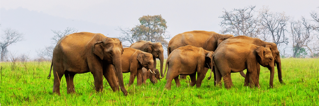 Periyar National Park Thekkady