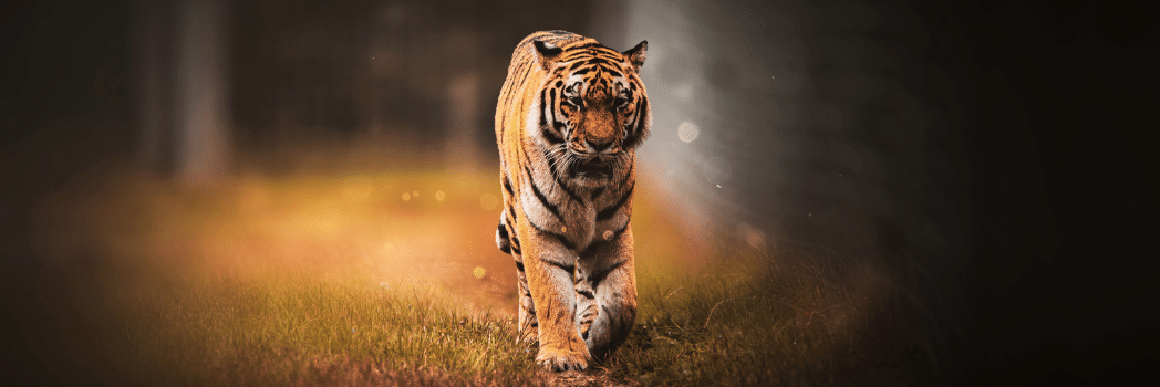 Bandhavgarh National Park