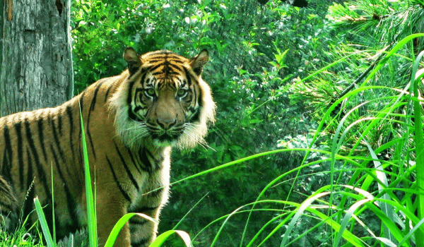 Ranthambore National Park