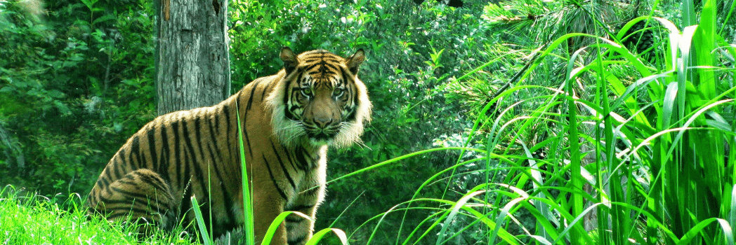 Ranthambore National Park