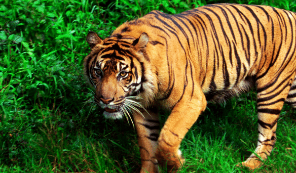 Pench National Park