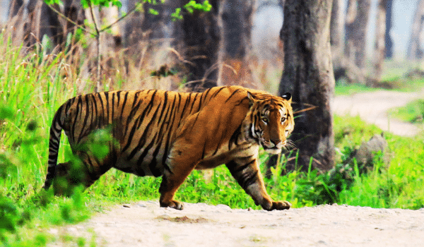 Tadoba National Park