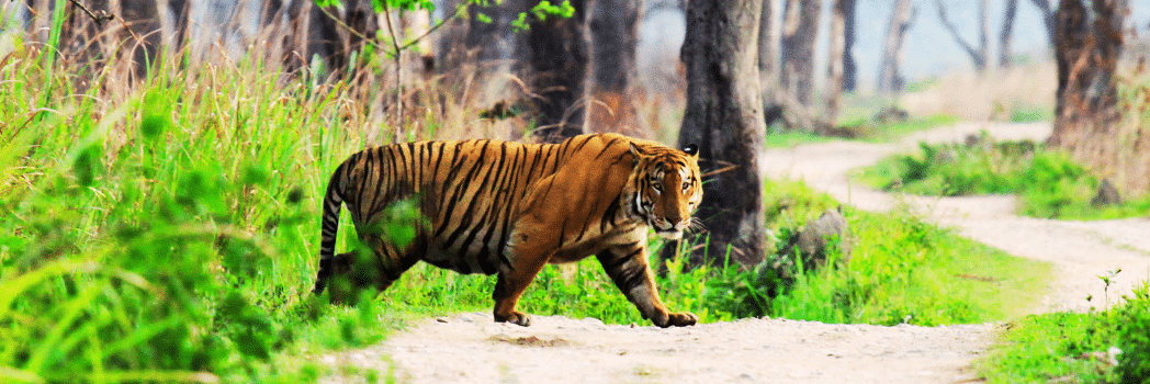 Tadoba National Park