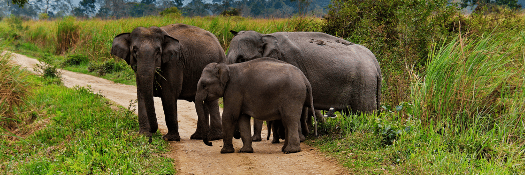 Bandipur National Park