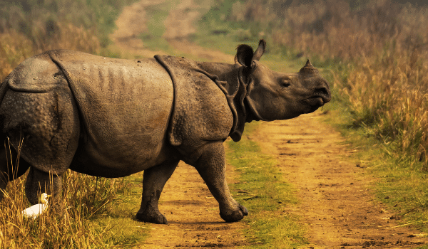 Kaziranga National Park