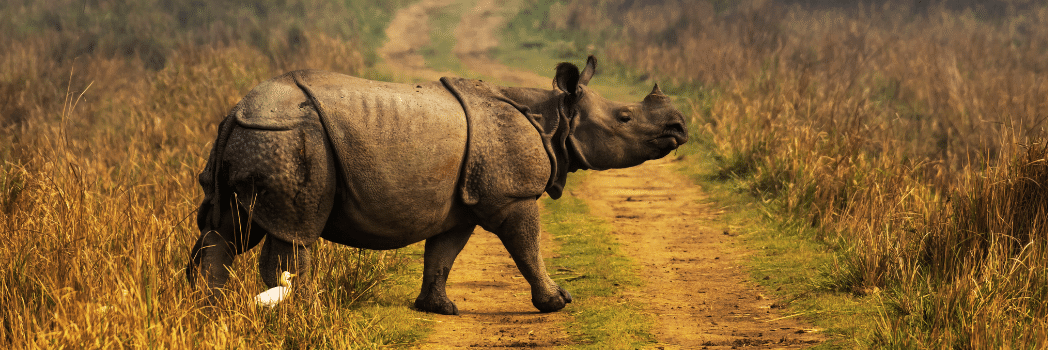 Kaziranga National Park