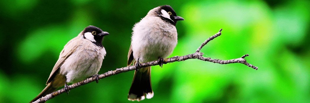 Keoladeo Bird Sanctuary