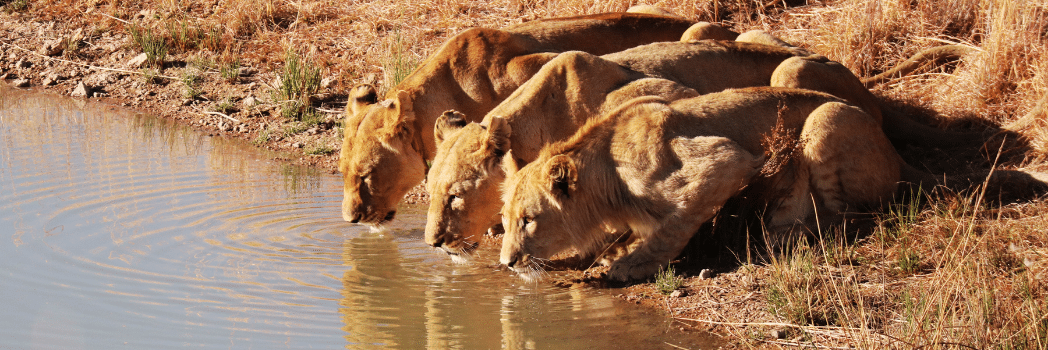 Gir National Park Information