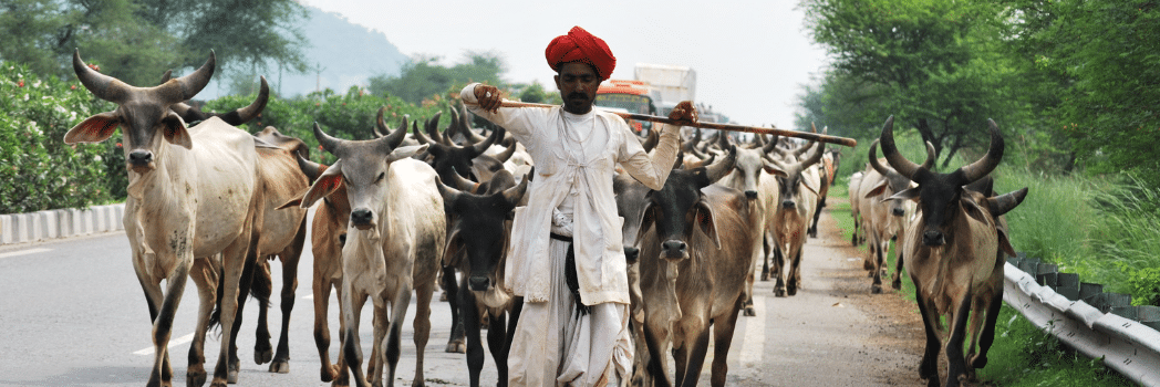 Jodhpur Village Tour