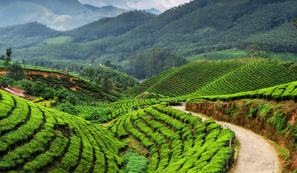 Munnar Tea Plantation