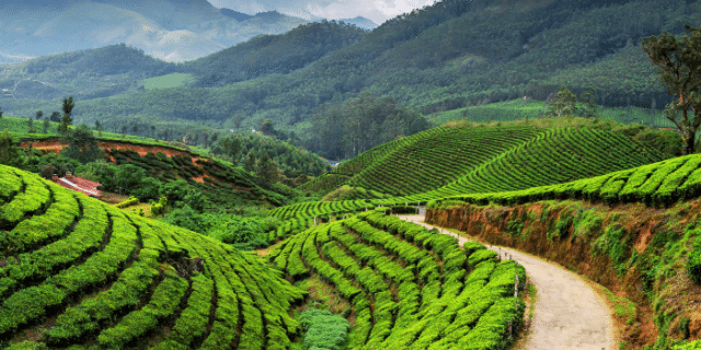 Munnar Tea Plantation