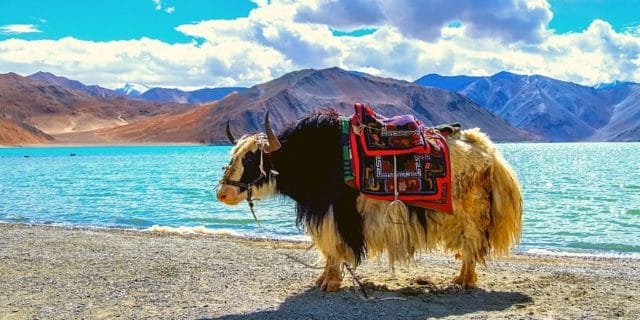 Pangong See Ladakh