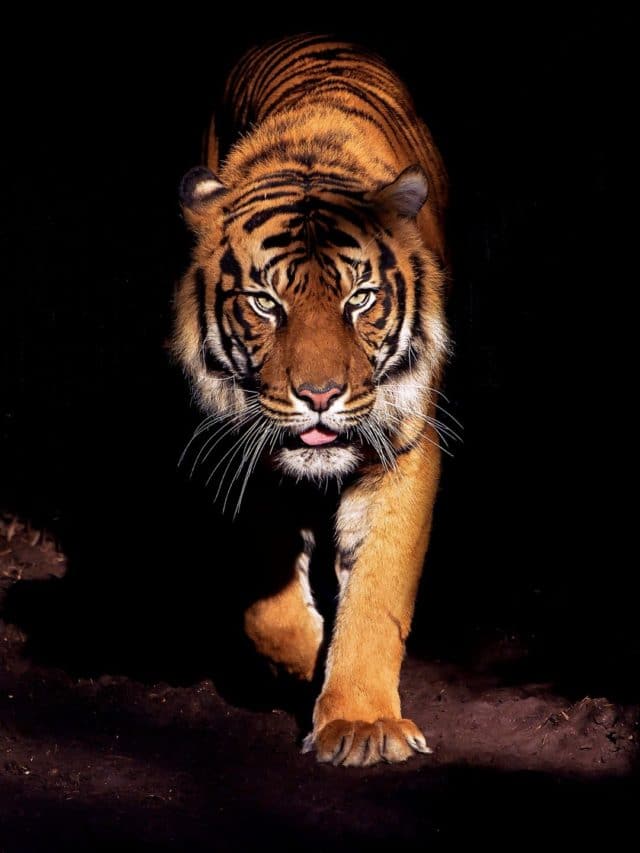 Las 10 mejores reservas de tigres en la India