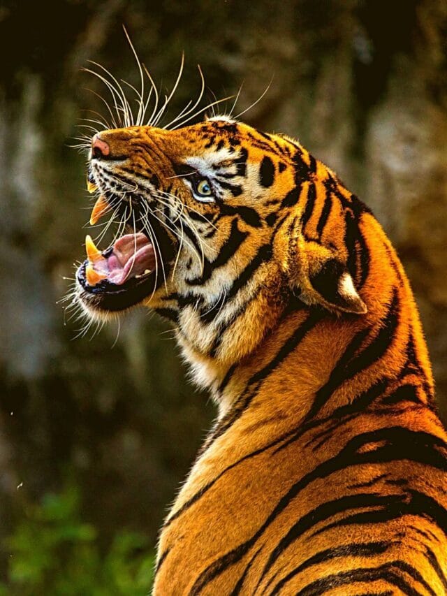 Die BESTEN Tigerreservate Zentralindiens