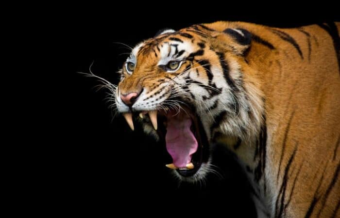 Best tiger reserve in India holiday across central India forest landscapes and jeep safaris with lagoons, beaches and private island travel