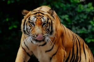 India jungle safari with Tadoba, Pench, Kanha and Bandhavgarh in one long wildlife trip showing responsible luxury safari travel in India