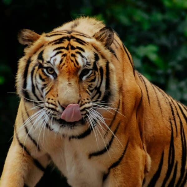 India jungle safari with Tadoba, Pench, Kanha and Bandhavgarh in one long wildlife trip showing responsible luxury safari travel in India