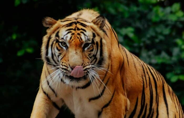 India jungle safari with Tadoba, Pench, Kanha and Bandhavgarh in one long wildlife trip showing responsible luxury safari travel in India