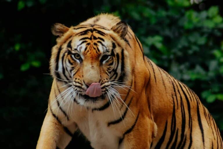 India jungle safari with Tadoba, Pench, Kanha and Bandhavgarh in one long wildlife trip showing responsible luxury safari travel in India