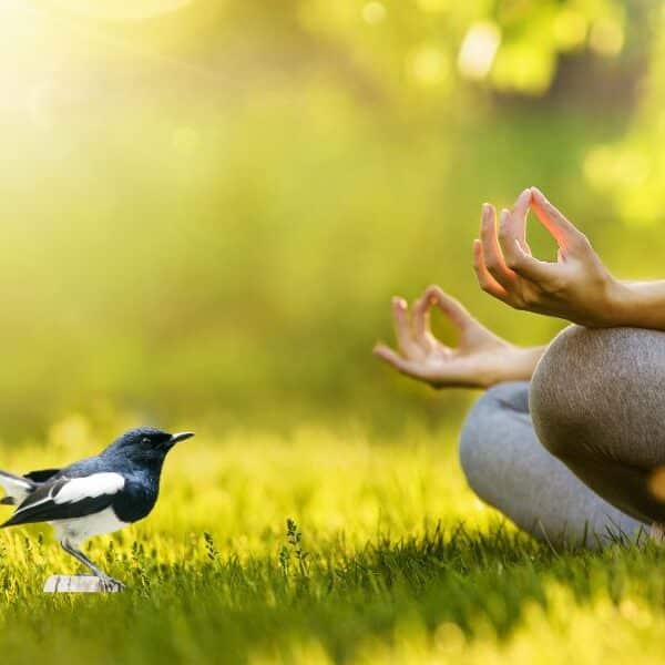 india tiger national park jim corbett national park