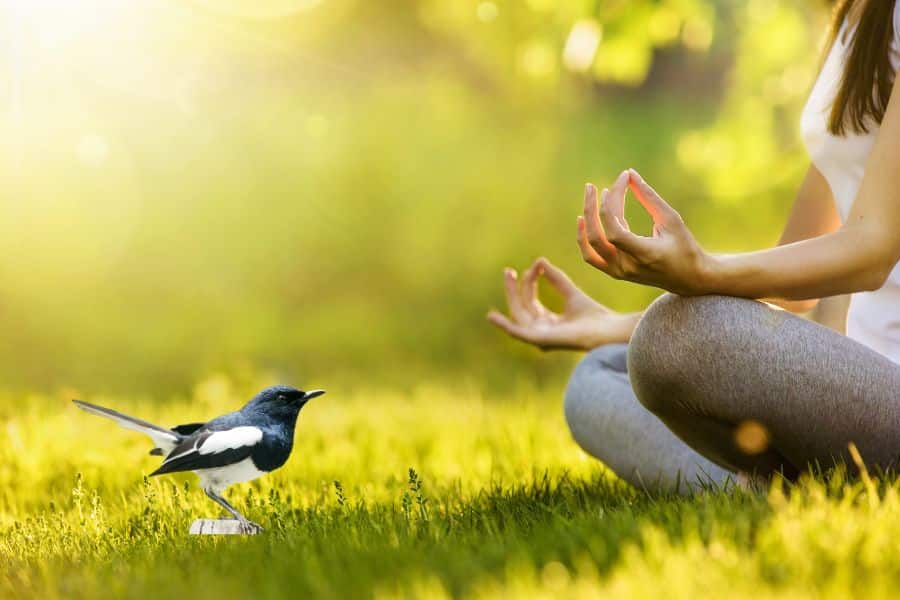 india tiger national park jim corbett national park