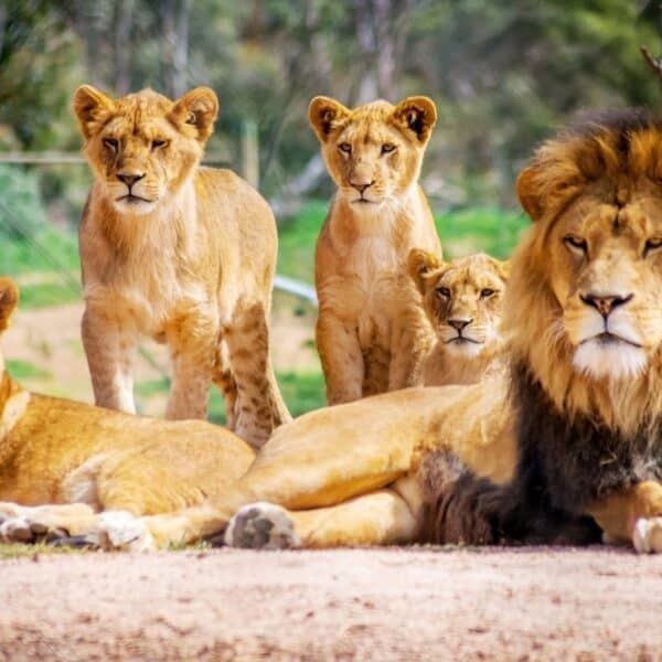 Asiatic lion safari with private game drives, open scrub forest and Gir wildlife landscapes across India's national parks and wildlife lodges