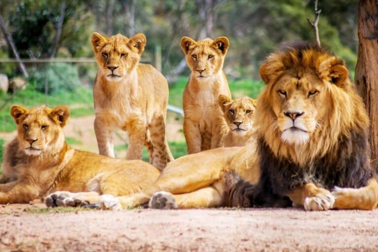 Asiatic lion safari with private game drives, open scrub forest and Gir wildlife landscapes across India's national parks and wildlife lodges