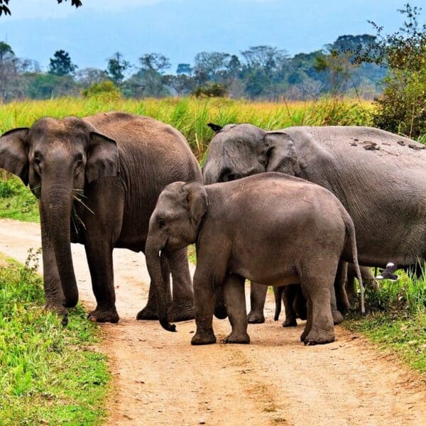 Bandipur National Park jeep safari with forest drives, jeep tracks and South India wildlife scenery