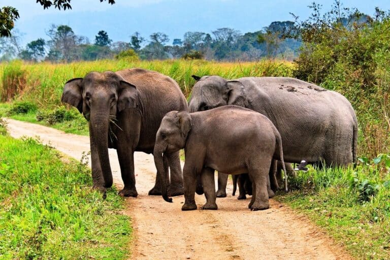 Bandipur National Park jeep safari with forest drives, jeep tracks and South India wildlife scenery across India's national parks and wildlife lodges