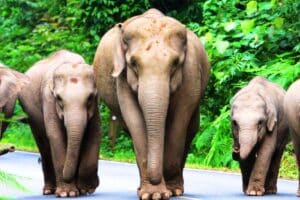 Jim Corbett safaris with river forest drives, foothill landscape and private wildlife stays featuring private safari moments and jungle tracks