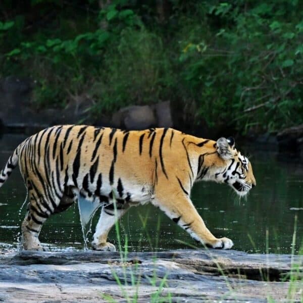 Jim Corbett safaris with river forest drives, foothill landscape and private wildlife stays featuring private safari moments and jungle tracks