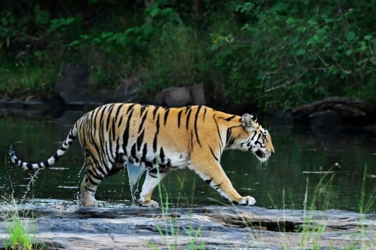 Jim Corbett safaris with river forest drives, foothill landscape and private wildlife stays featuring private safari moments and jungle tracks