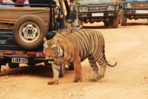 safari privado en ranthambore