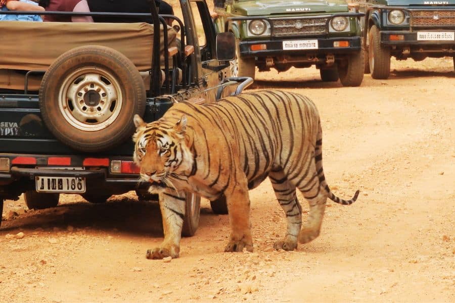 ranthambore safari private