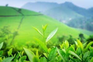Rolling tea plantations in Munnar with winding paths and misty hills