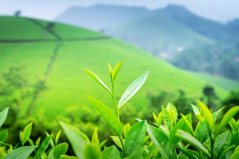 munnar-tea-plantations-hills featuring houseboats, palms and Kerala hill country