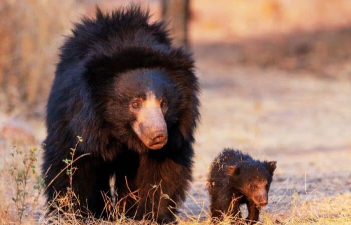 Bandhavgarh India landscape with forest ridges, safari roads and tiger country views in a curated wildlife expedition