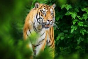 ): Bandhavgarh National Park safari with tiger habitat, jeep tracks and forest lodge scenery in a curated wildlife expedition