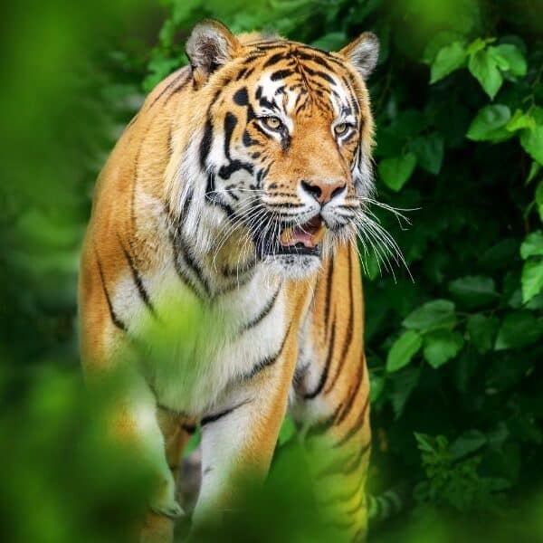 ): Bandhavgarh National Park safari with tiger habitat, jeep tracks and forest lodge scenery in a curated wildlife expedition