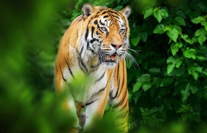 ): Bandhavgarh National Park safari with tiger habitat, jeep tracks and forest lodge scenery in a curated wildlife expedition