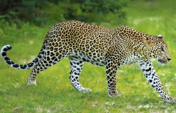 Bandhavgarh tiger safari with forest tracks, jeeps and central India tiger country in a curated wildlife expedition