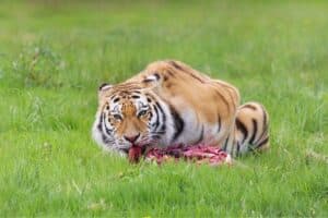 Bandhavgarh tour packages with tiger reserve stays and private safari planning in a curated wildlife expedition