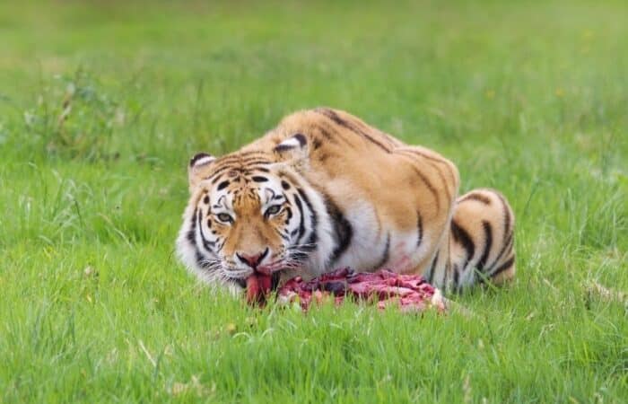 Bandhavgarh tour packages with tiger reserve stays and private safari planning in a curated wildlife expedition