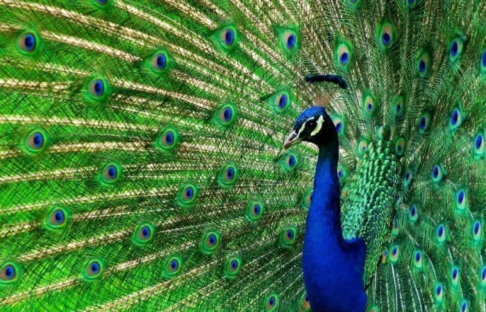 Bandipur National Park India with jungle roads, lodge stays and private wildlife holiday moments in a curated wildlife expedition